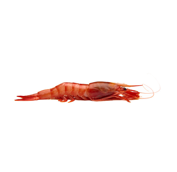 Gamba Roja del Atlántico Alistado 1kg