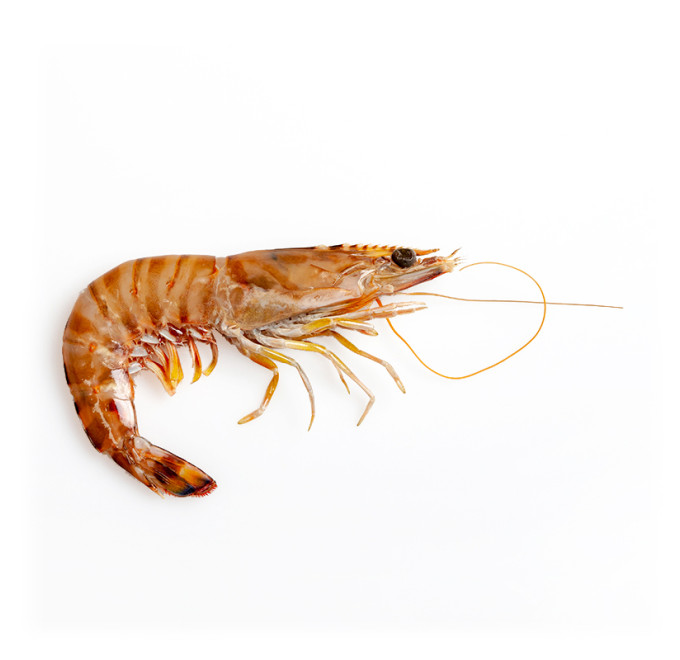 langostino-tigre-2kg