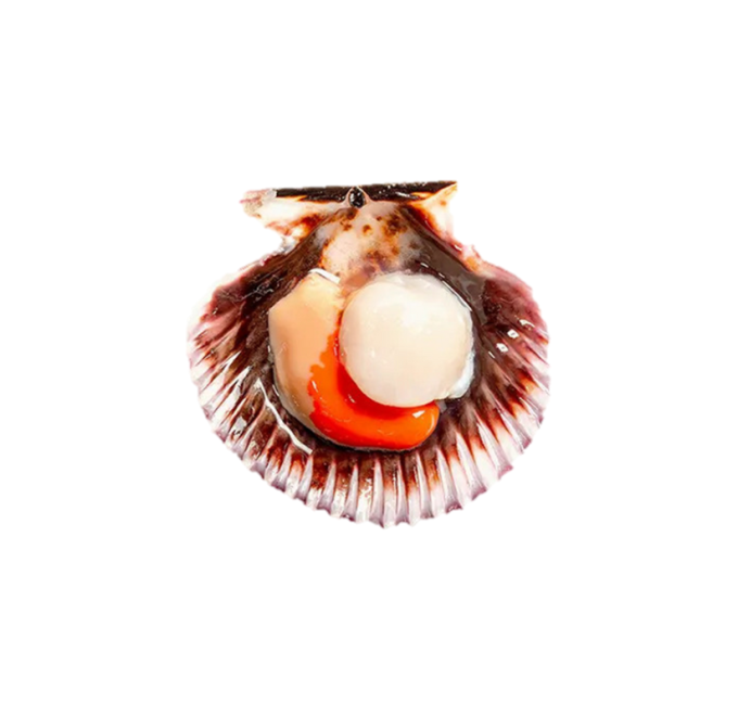 Foto producto vieira del pacifico media concha 1kg riazor compra online pescanova
