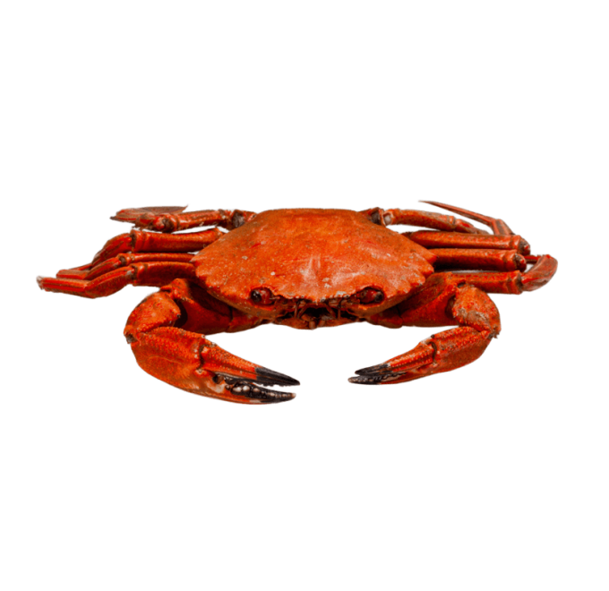 Nécora cocida 1kg compra online pescanova marisco cocido congelado